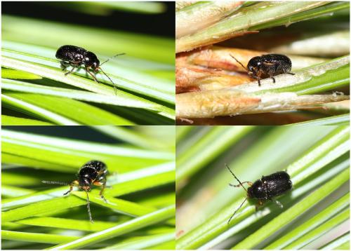 Cryptocephalus quadripustulatus